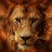 Lion111